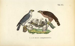  de J. W. Tenhaeff