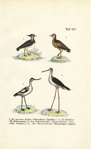  de J. W. Tenhaeff