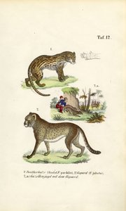  de J. W. Tenhaeff