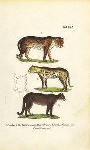  de J. W. Tenhaeff