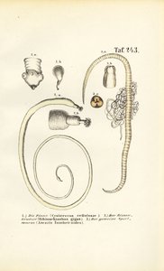  de J. W. Tenhaeff