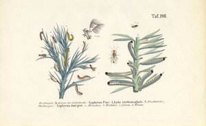 Larvas de mosca del pino y su desarrollo de J. W. Tenhaeff