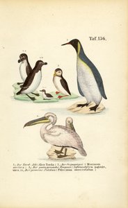  de J. W. Tenhaeff