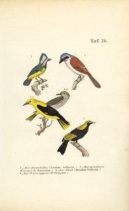  de J. W. Tenhaeff