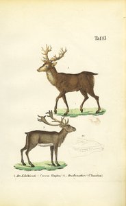  de J. W. Tenhaeff