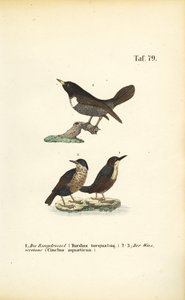  de J. W. Tenhaeff