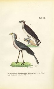  de J. W. Tenhaeff