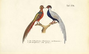  de J. W. Tenhaeff