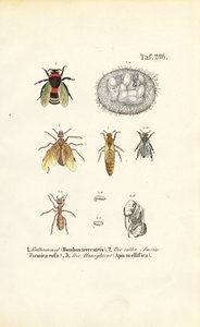  de J. W. Tenhaeff