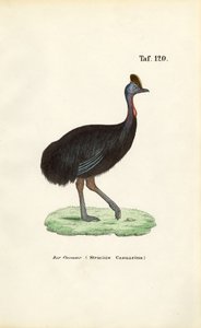  de J. W. Tenhaeff