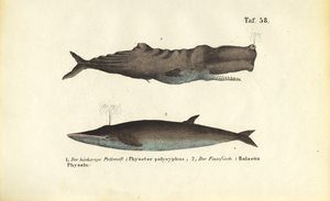  de J. W. Tenhaeff