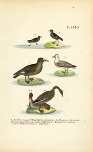  de J. W. Tenhaeff