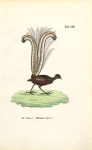  de J. W. Tenhaeff