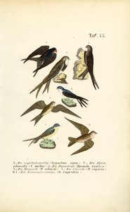  de J. W. Tenhaeff