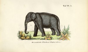  de J. W. Tenhaeff