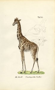  de J. W. Tenhaeff