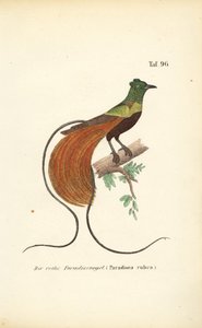  de J. W. Tenhaeff