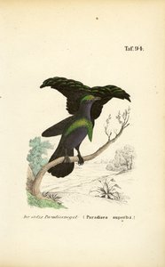 La soberbia Ave de Paraíso de J. W. Tenhaeff