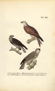  de J. W. Tenhaeff