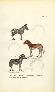  de J. W. Tenhaeff