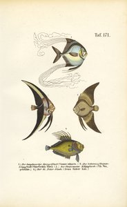  de J. W. Tenhaeff