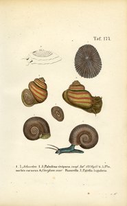  de J. W. Tenhaeff