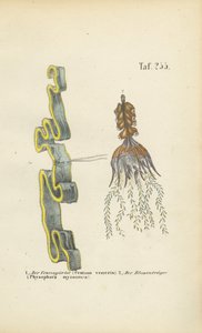  de J. W. Tenhaeff