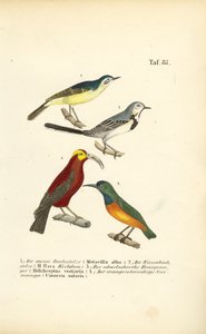  de J. W. Tenhaeff