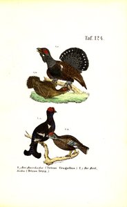 de J. W. Tenhaeff