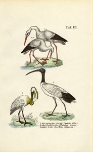  de J. W. Tenhaeff