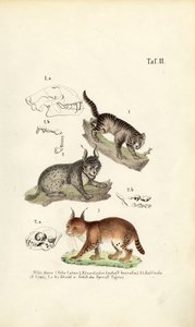  de J. W. Tenhaeff