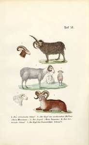  de J. W. Tenhaeff