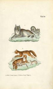  de J. W. Tenhaeff
