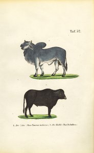  de J. W. Tenhaeff