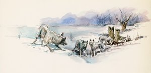 Manada de lobos, de La llamada de lo salvaje, novela de aventuras de Jack London (1876-1916), dibujo de Jack London