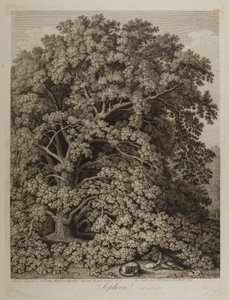 Sophora de Jacob Philippe Hackert