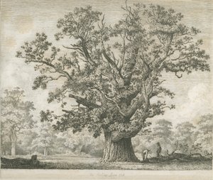 Needwood - Roble Swilcar de Jacob George Strutt