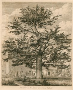 El Cedro en el Jardín del Palacio en Enfield, Middlesex de Jacob George Strutt
