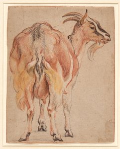 Cabra, c.1657 (tiza y aguada realzada con blanco) de Jacob Jordaens