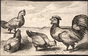 Un gallo con tres gallinas