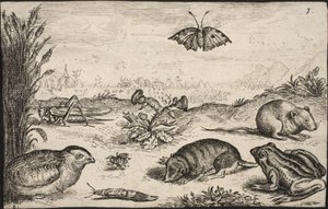 Animales pequeños e insectos: saltamontes, mariposa, ratón de campo, perdiz, abeja, caracol, topo y rana de Jacob Matham