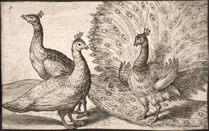 Tres pavos reales de Jacob Matham