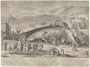 Ballena varada en Berckhey, 1598