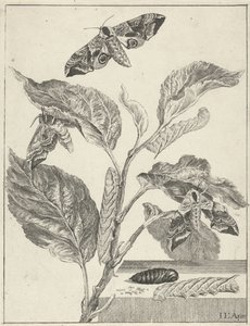 Hojas con orugas y mariposas. de Jacob l
