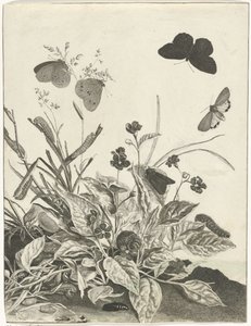 Plantas con mariposas y orugas de Jacob l