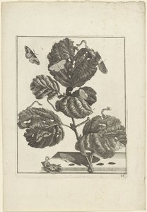Diferentes orugas y mariposas en una planta de Jacob l