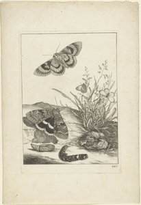 Mariposas, oruga y capullo de Jacob l