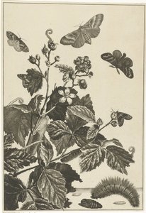 Rosa salvaje con orugas y mariposas