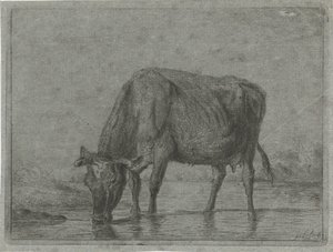 Vaca bebiendo de un charco