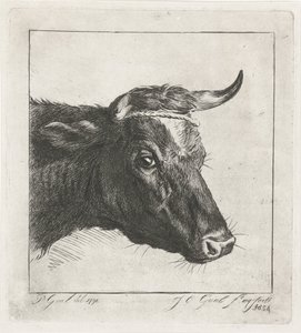 Cabeza de vaca con cuerda alrededor de los cuernos